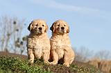 GOLDEN RETRIEVER 008
